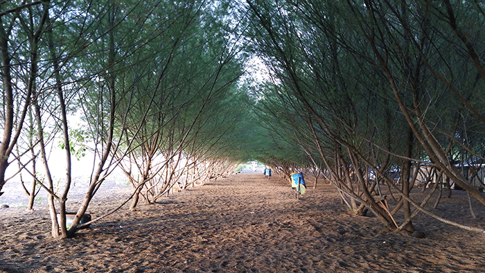 pantai-cemara-jember
